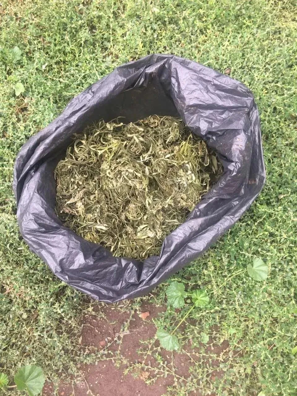 🌿 В Новосергиевском районе у местного жителя изъяли более 380 граммов марихуаны