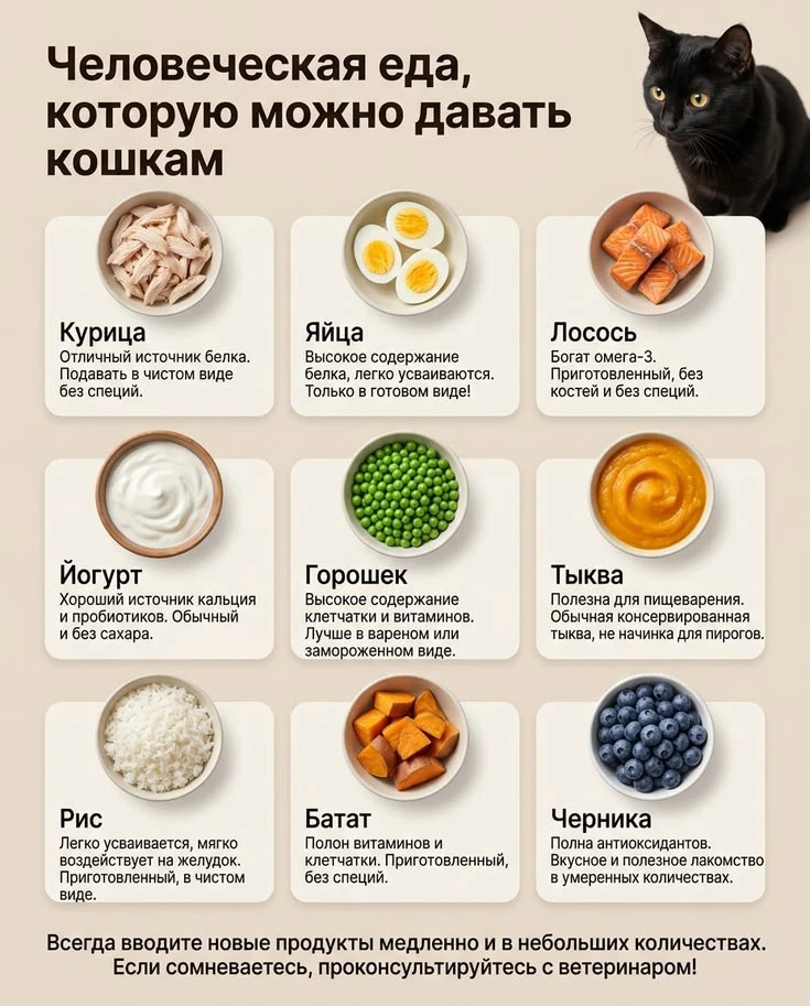 🥩 Человеческая еда, которую можно давать кошкам 🐱