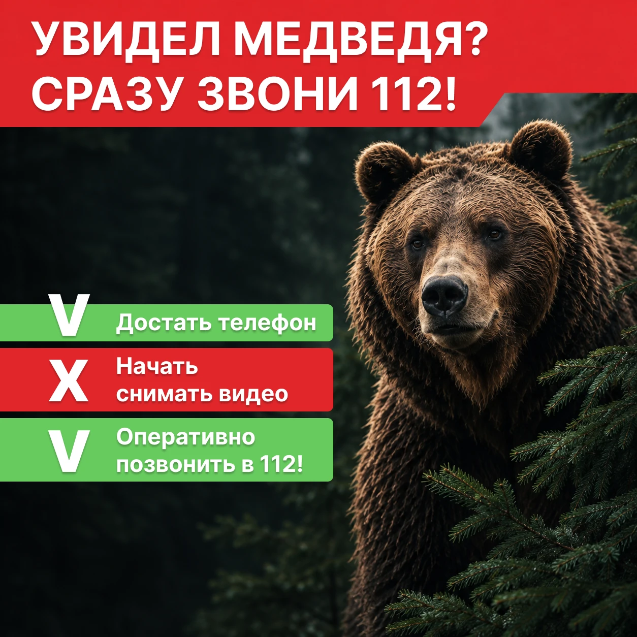 🐻 Встретили медведя?