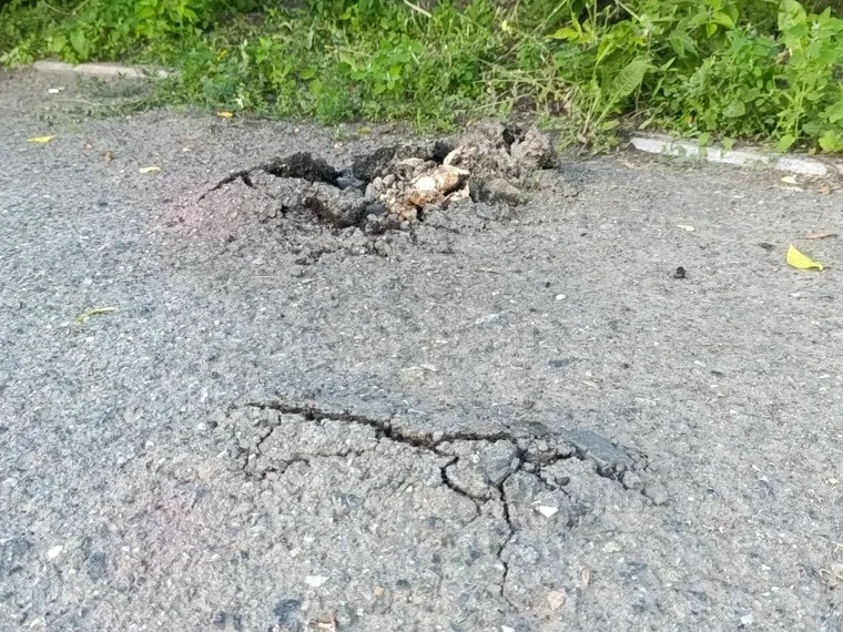 😂 Грибы разрушают асфальт в Шадринске