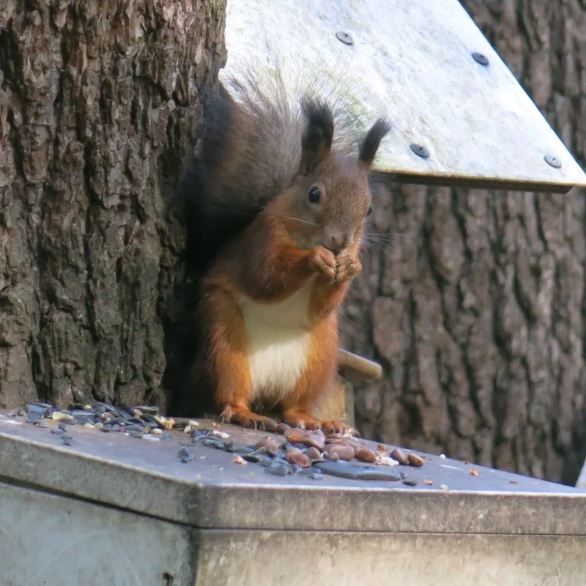 🐿 В Удельном парке белочки постепенно переодеваются в зимние шубки.