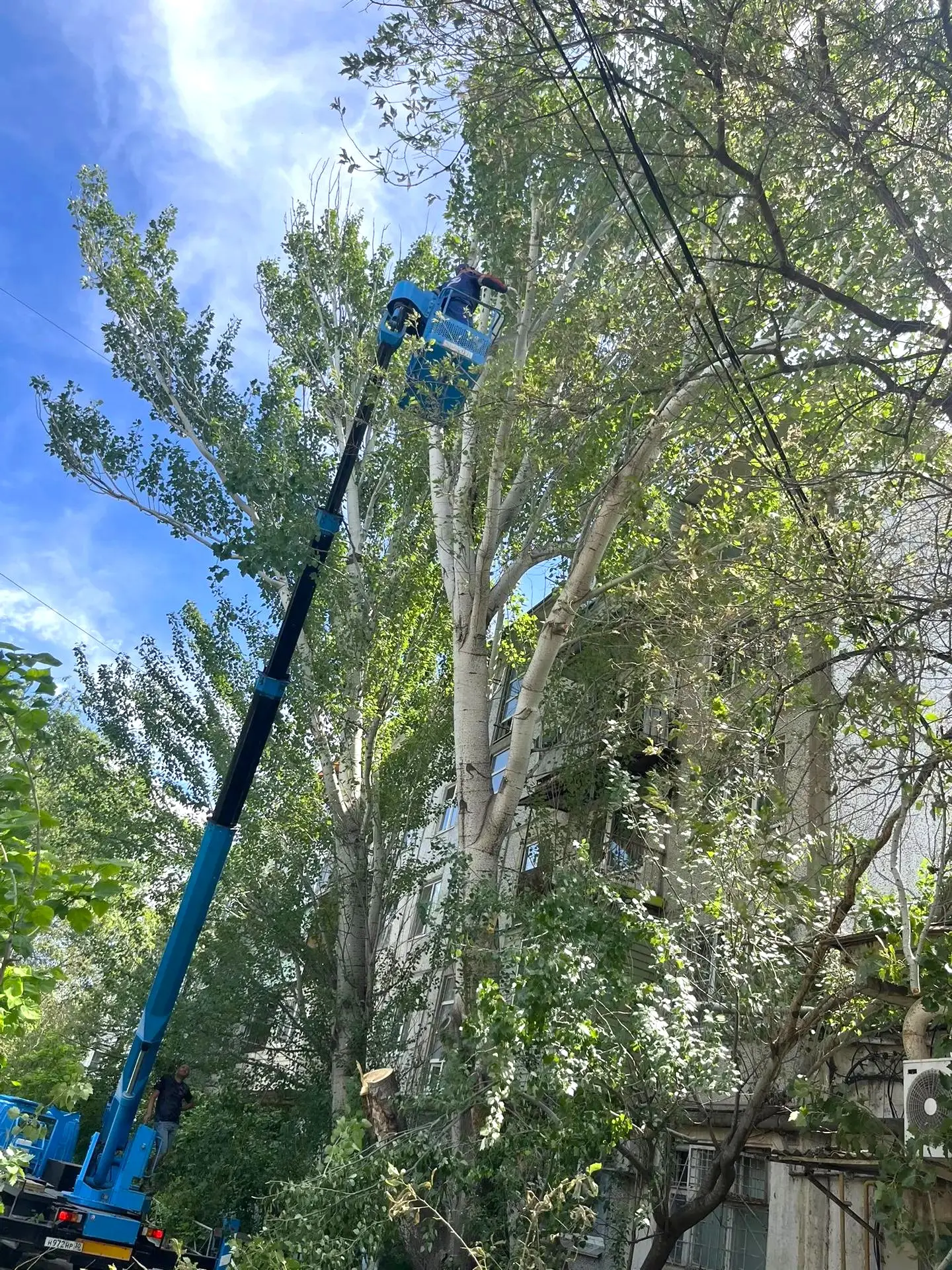 К новости «🌳 Комплексный подход: от опиловки до идеальной чистоты!»
