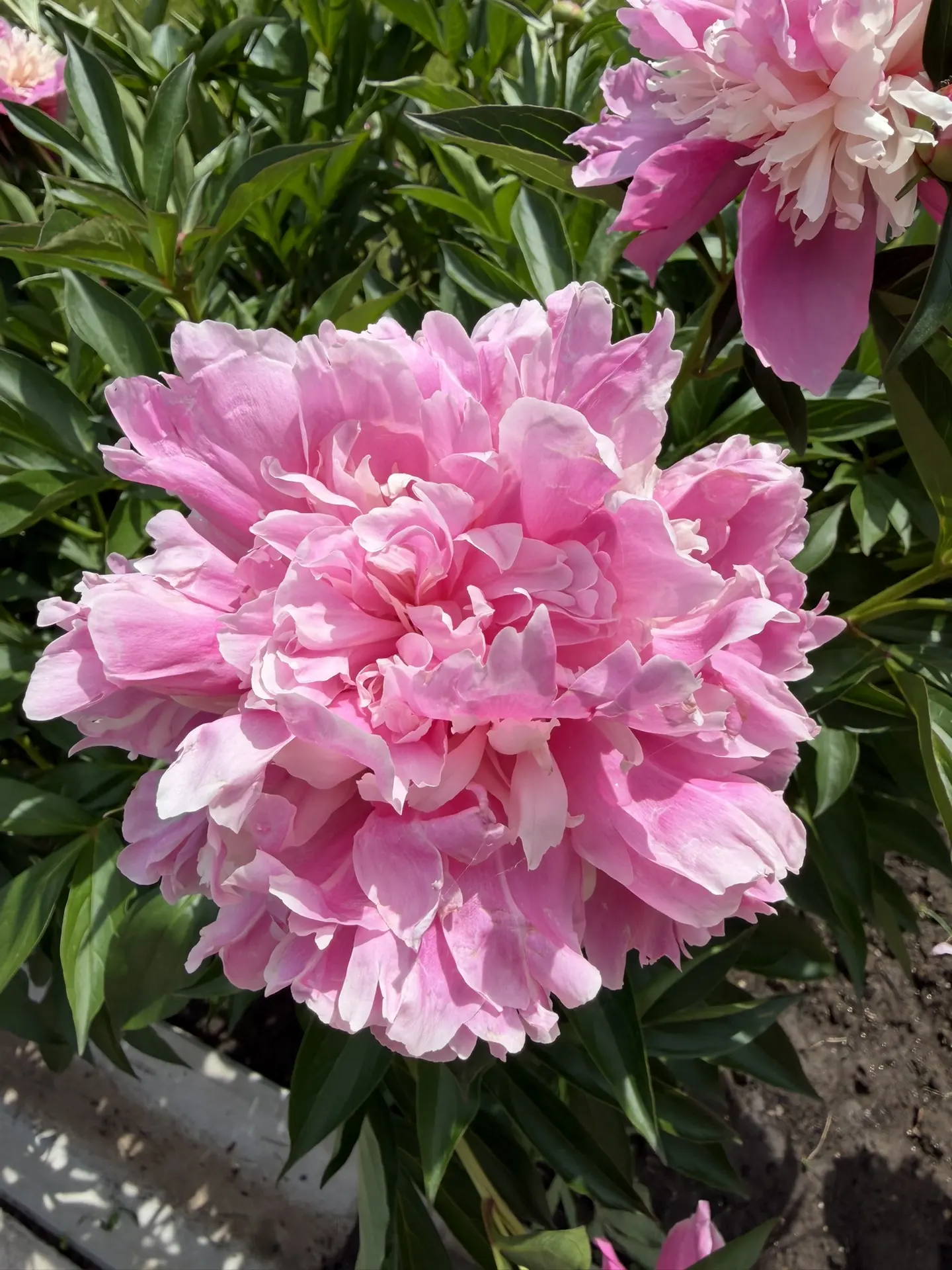Пионы, розы и прочие красоты летнего сада 💐