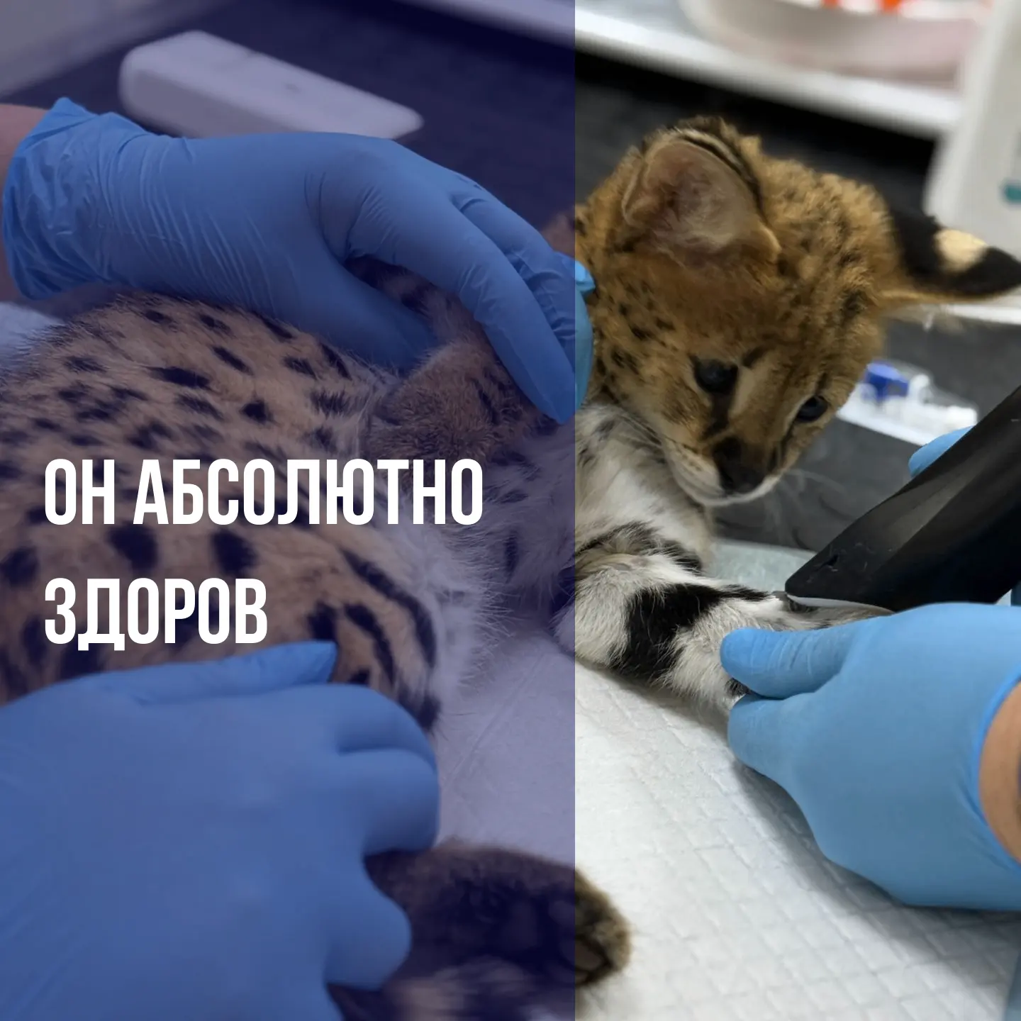 🚨 «Он же был абсолютно здоров…»
Именно так начинается большинство историй, когда питомца привозят в