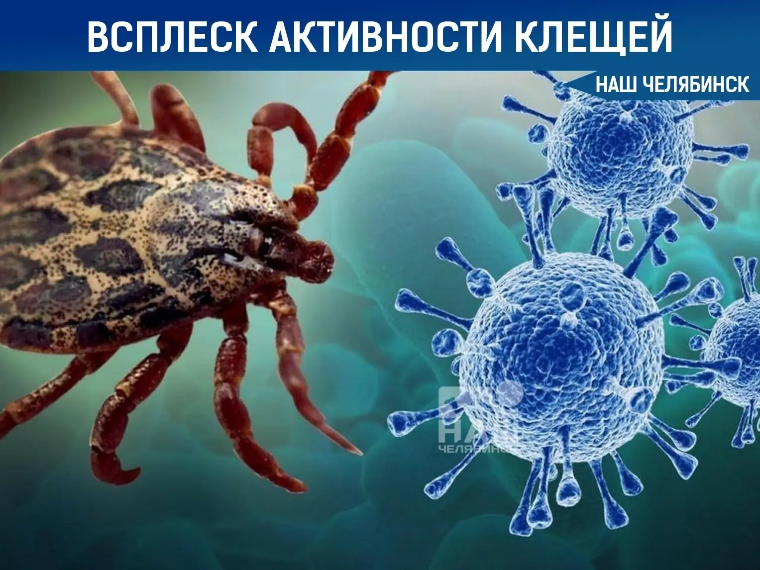 🕷 В конце лета в России начнется новый всплеск активности клещей