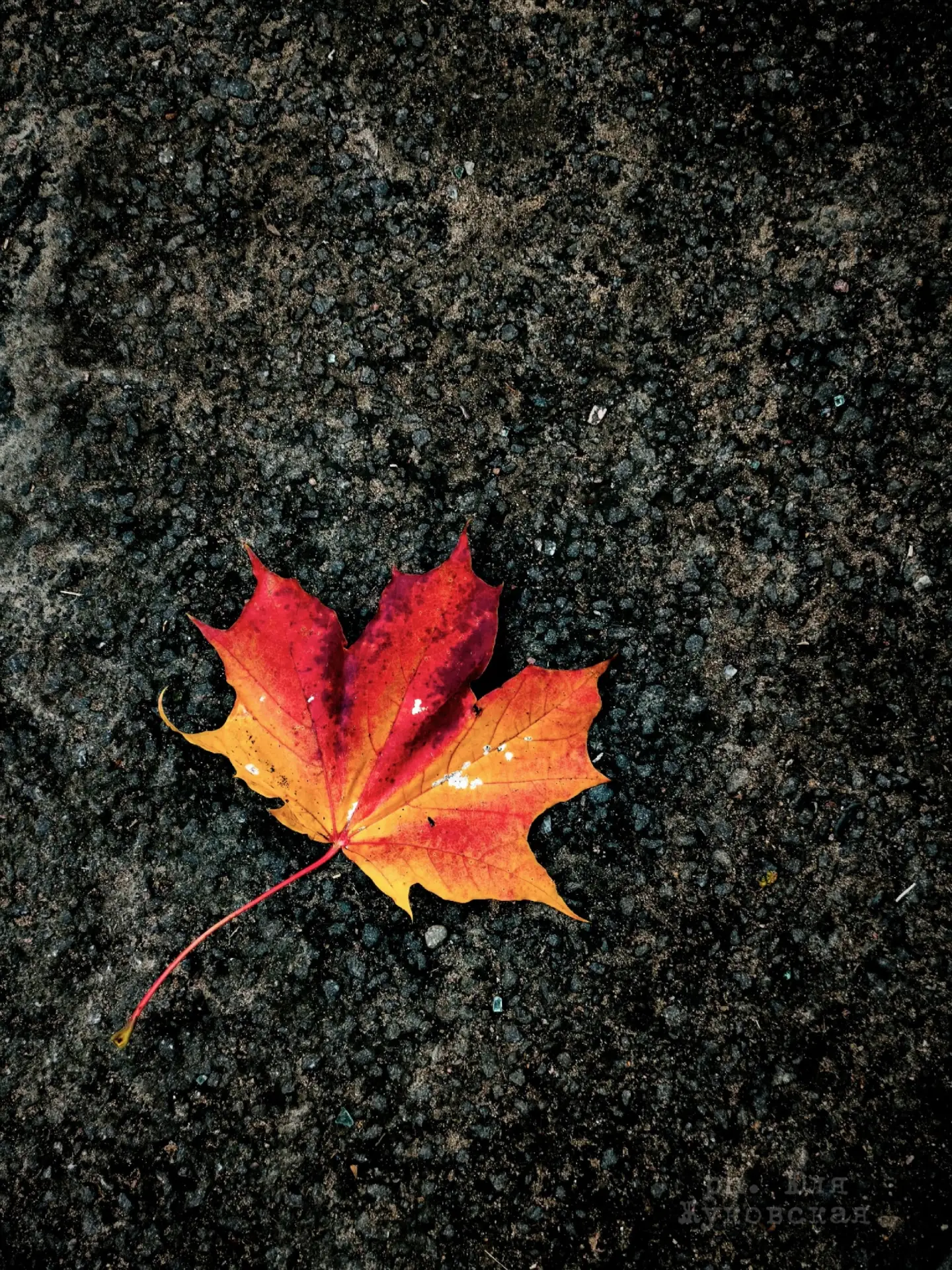 🍁🍂Альбер Камю: «Осень — это вторая весна, когда каждый лист — цветок».🍂🍁