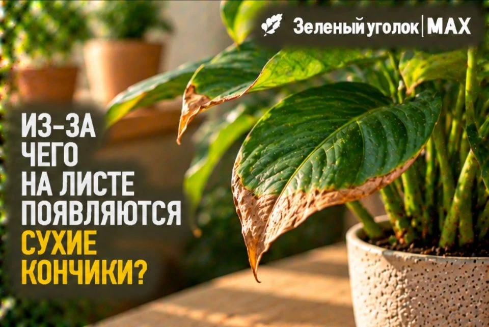 🍃 ИЗ-ЗА ЧЕГО НА ЛИСТЕ ПОЯВЛЯЮТСЯ СУХИЕ КОНЧИКИ?