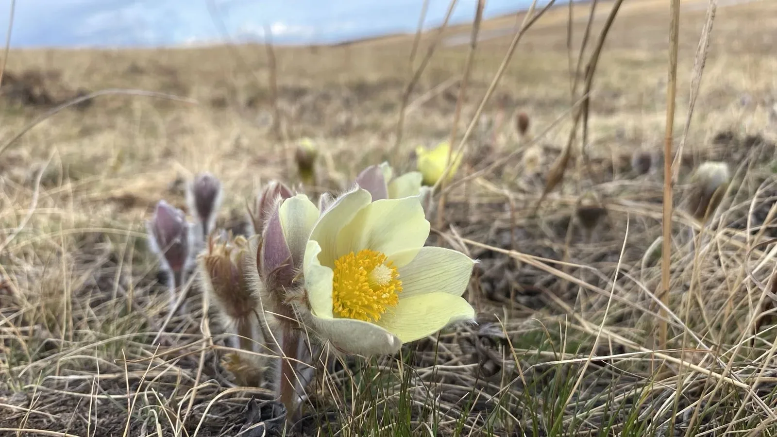 🌷 Участник конкурса #Подснежниквмоемсердце Иннокентий Трифонов -   человек, которого с гордостью мож