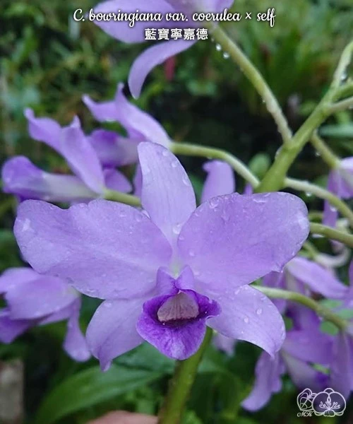 🌺 Азиатские сортовые орхидеи-подростки В НАЛИЧИИ 🌺
