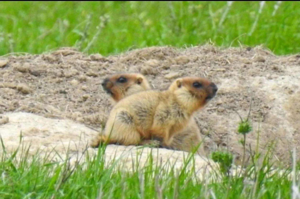 #знакомьтесь

🐿 Байбак — один из символов Центрально-Черноземного заповедника имени Алехина.

🌱 Зо
