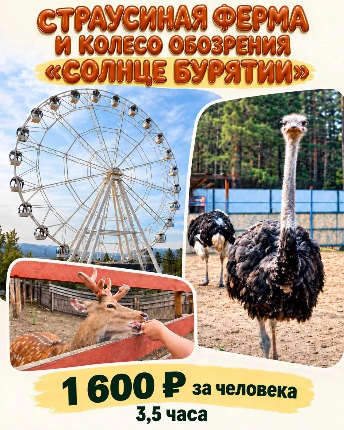 СТРАУСИНАЯ ФЕРМА И КОЛЕСО ОБОЗРЕНИЯ «СОЛНЦЕ БУРЯТИИ»