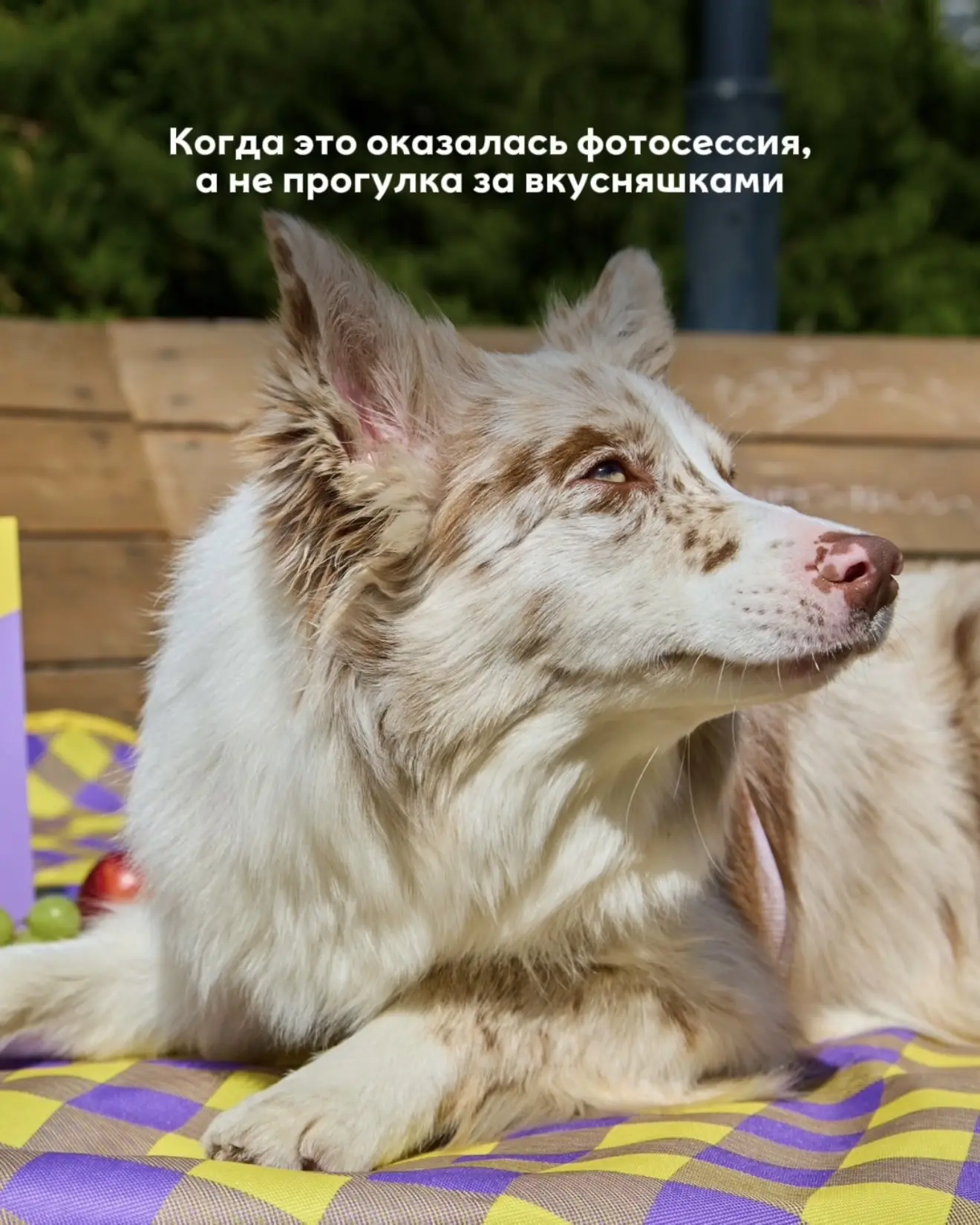 Ставь лайк, если тоже мечтаешь о таком портфолио 😍🐶

Помнишь наш кастинг хвостиков? 🐾 Мы получили