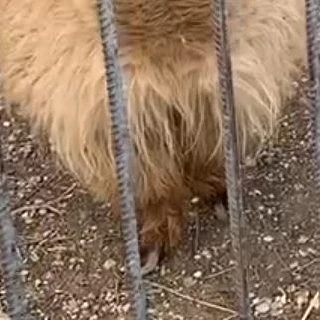 Чей туфля?