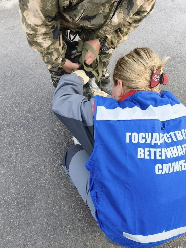 Ветеринарные будни специалистов  ГБУ КО "Хвастовичская ветстанция".
