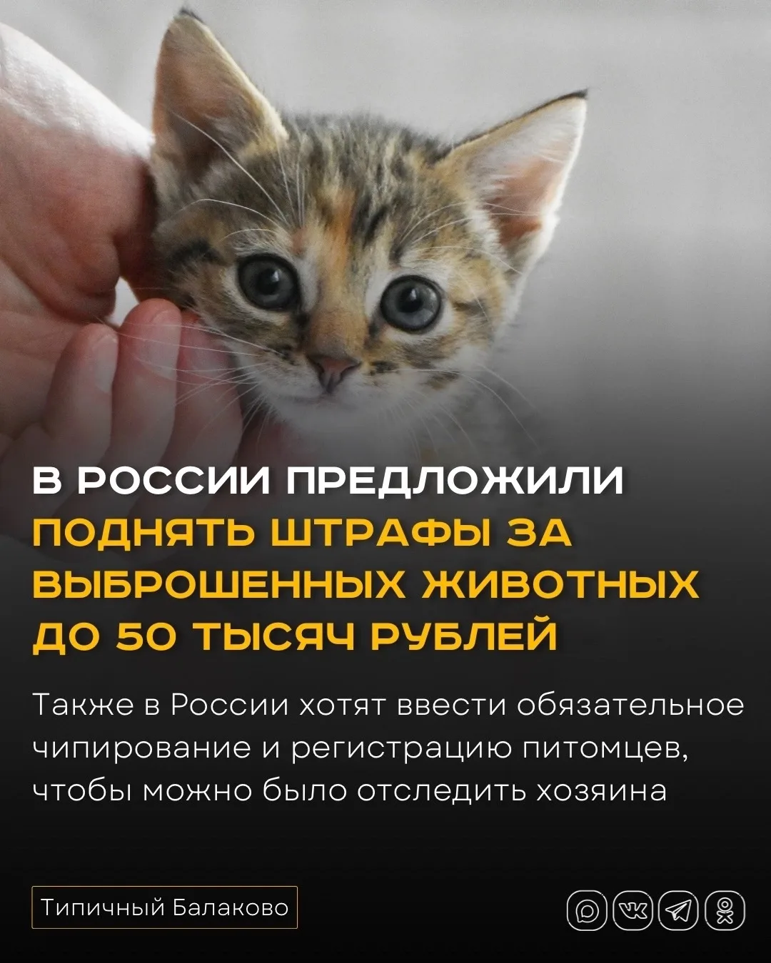 В России предложили поднять штрафы за выброшенных животных до 50 тысяч рублей
