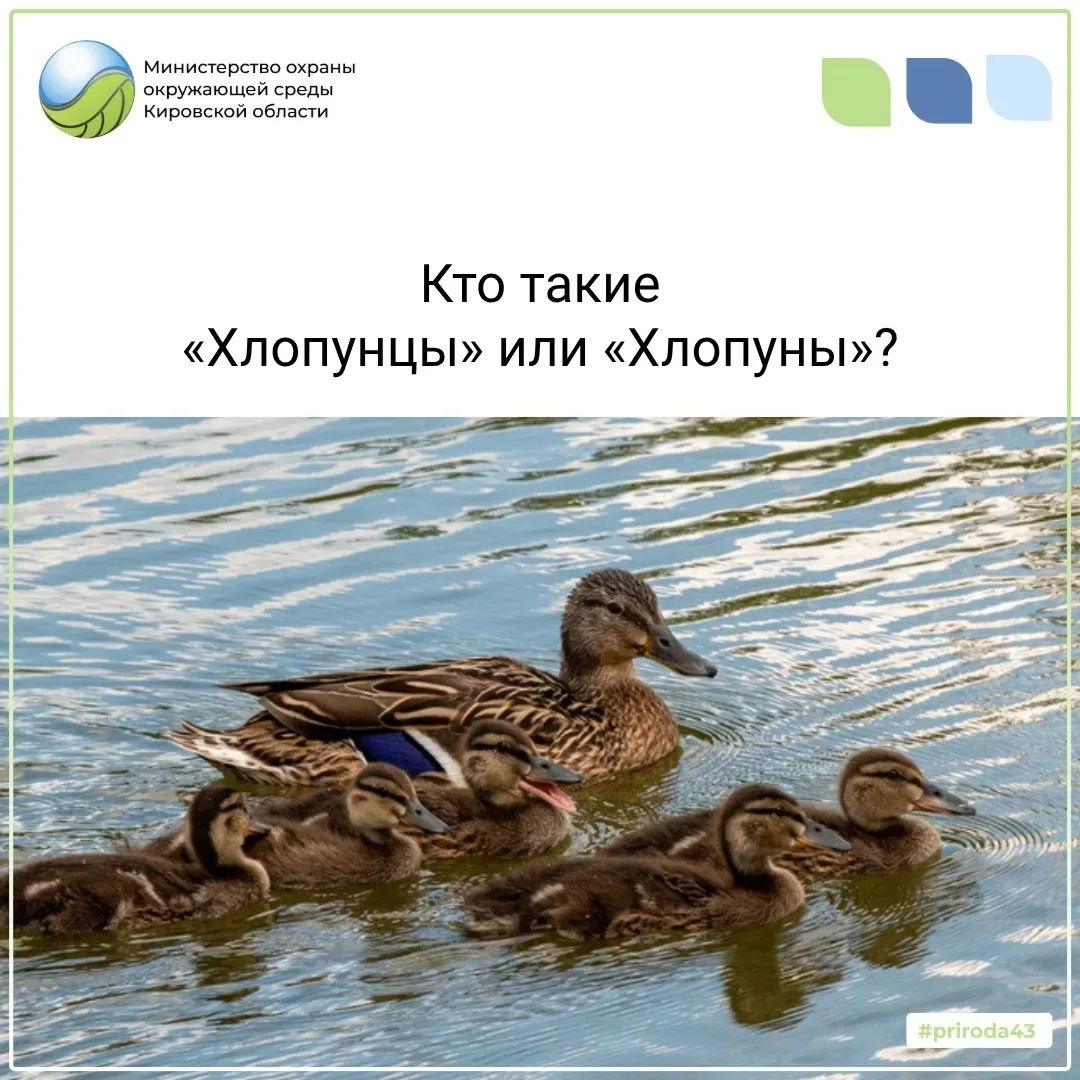 «Хлопунцы» (или «хлопуны») - это разговорное, охотничье название подросших утят, которы...