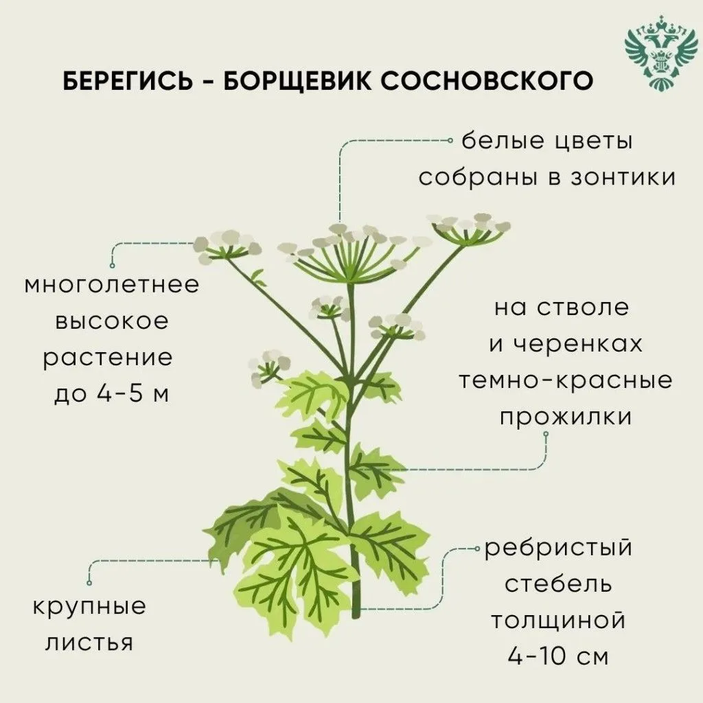 ОСТОРОЖНО БОРЩЕВИК СОСНОВСКОГО!
Борщевик Сосновского – гигантское растение, достигающее в высоту 2,2
