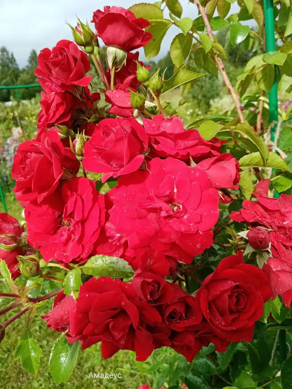 Амадеус (Amadeus)