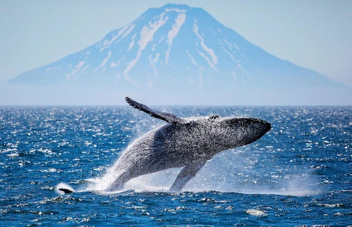 23 июля — Всемирный день китов и дельфинов! 🐋🐬

Серые киты уже здесь!

Прямо сейчас, пока вы читае