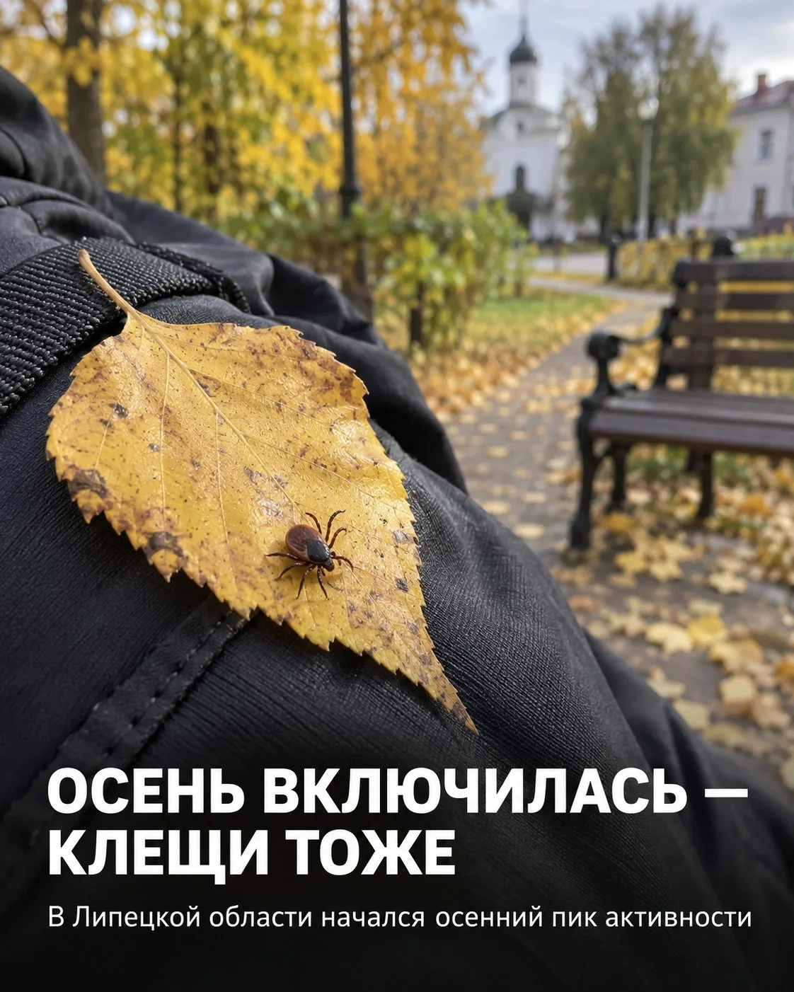 🕷 В Липецкой области начался второй пик активности клещей