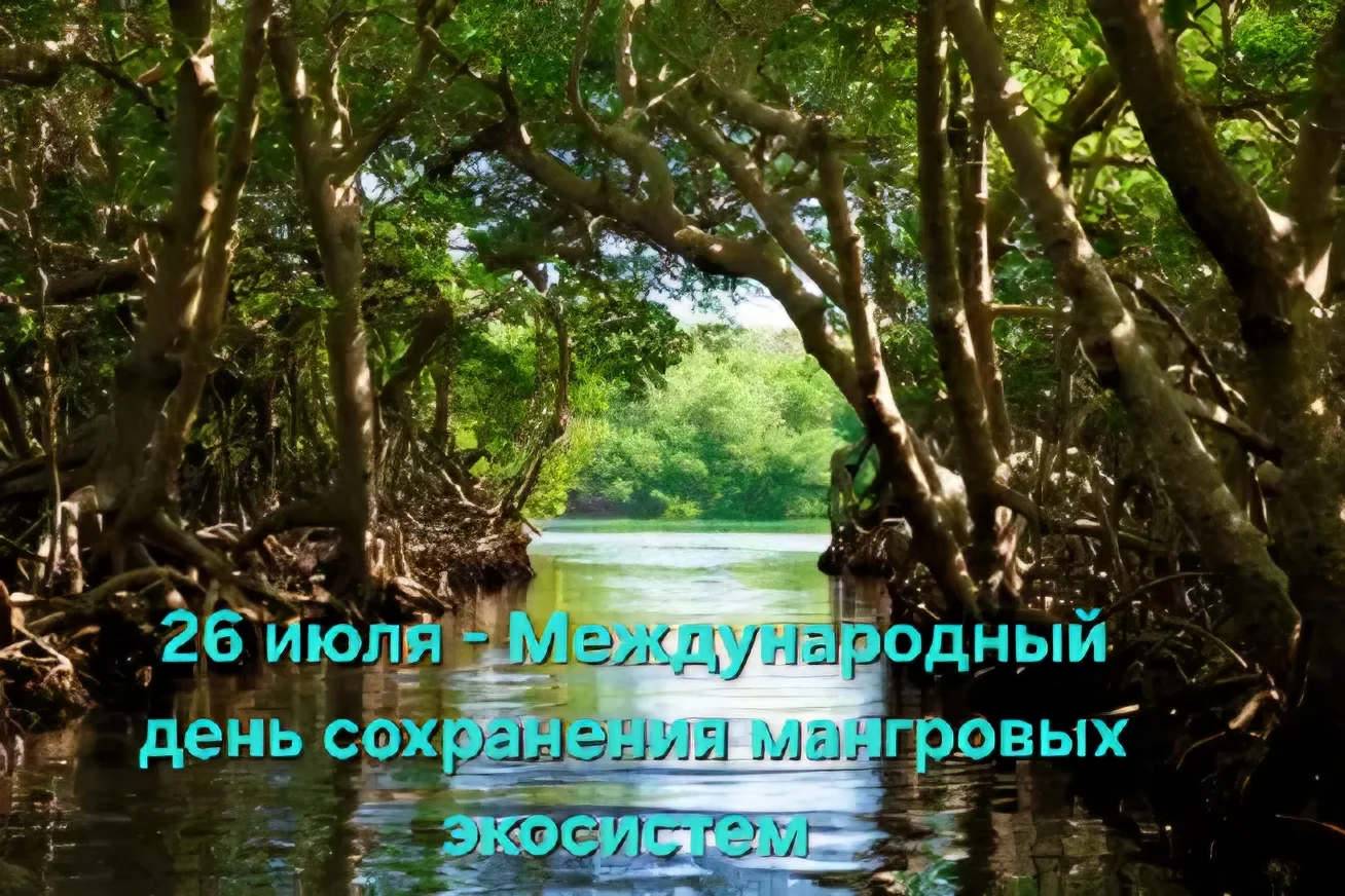 🌿 26 июля -  Международный день сохранения мангровых экосистем.

Сегодня мы говорим о лесах, которы