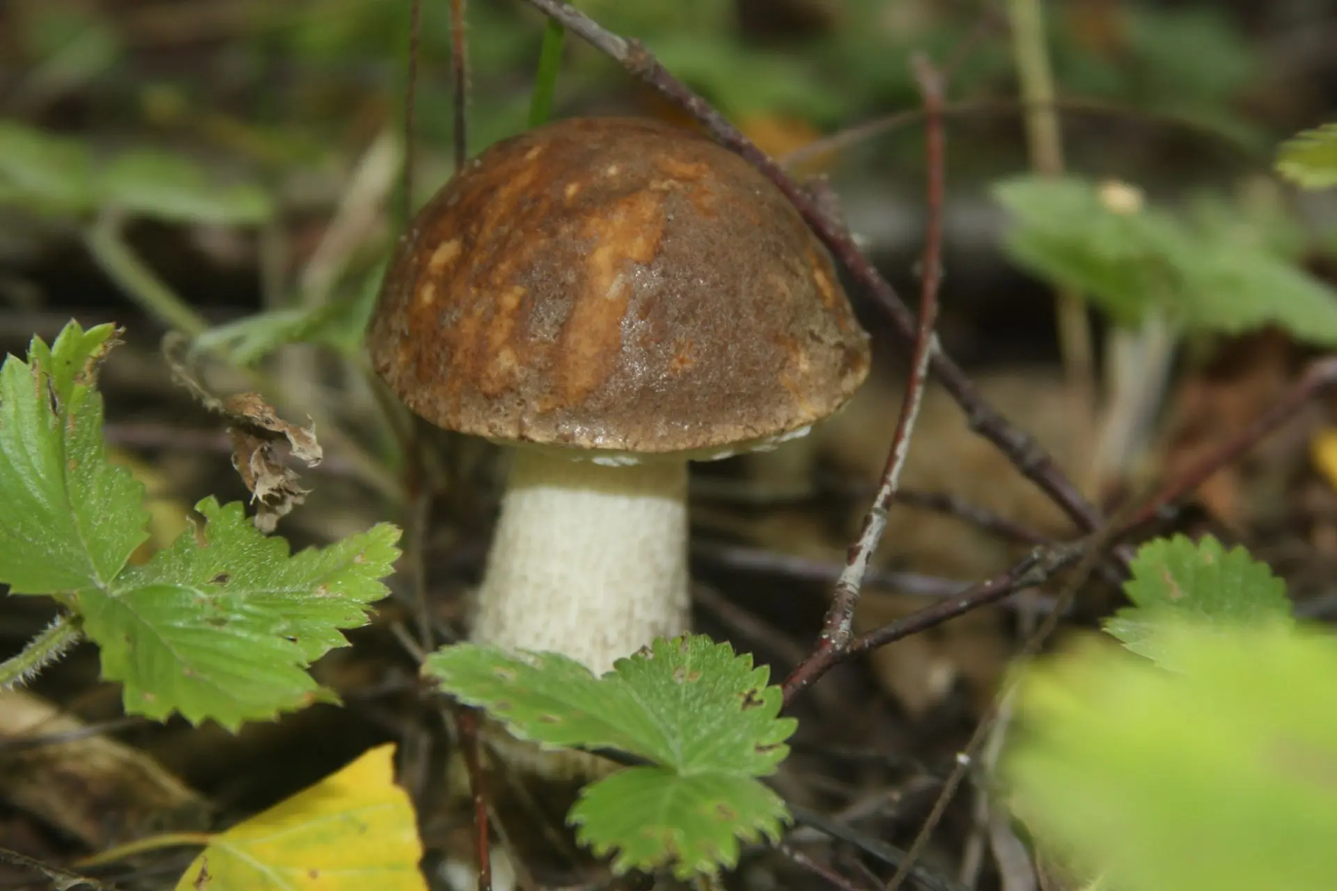 🍄 11 АВГУСТА — ДЕНЬ БЕЛОГО ГРИБА! 🍄