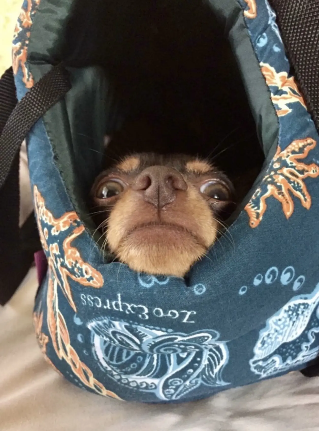 🐾😅🤪