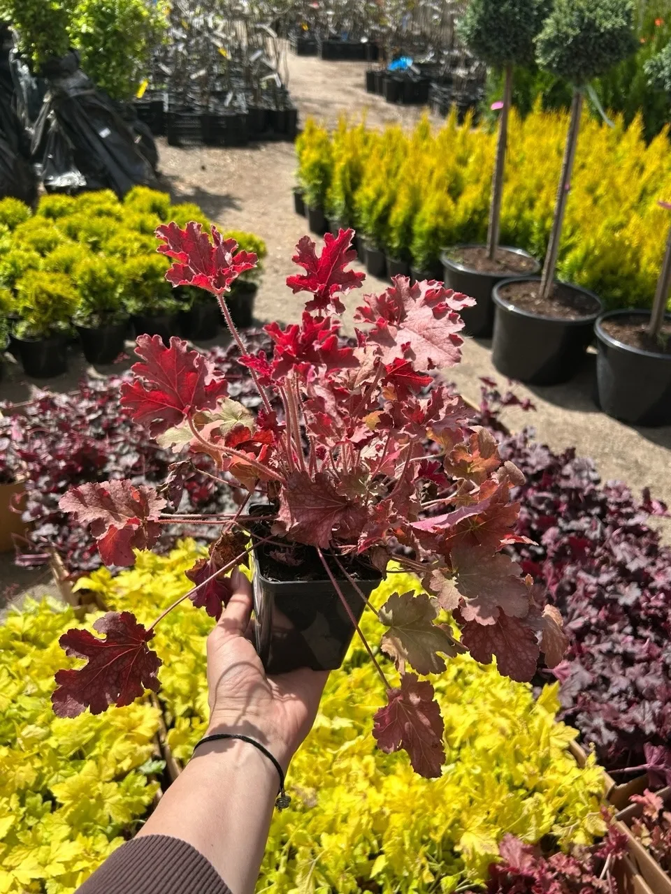 Пополнение ассортимента 🌱