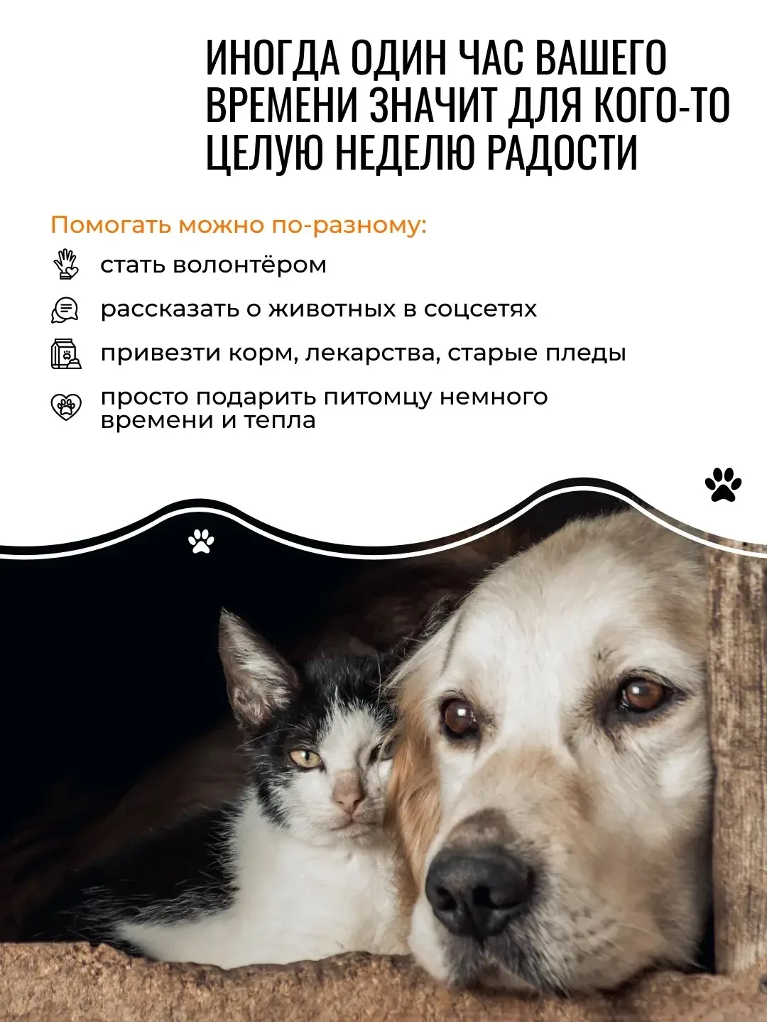 🐾 Многие думают, что приюты для животных — это места, где питомцев просто кормят, пока...