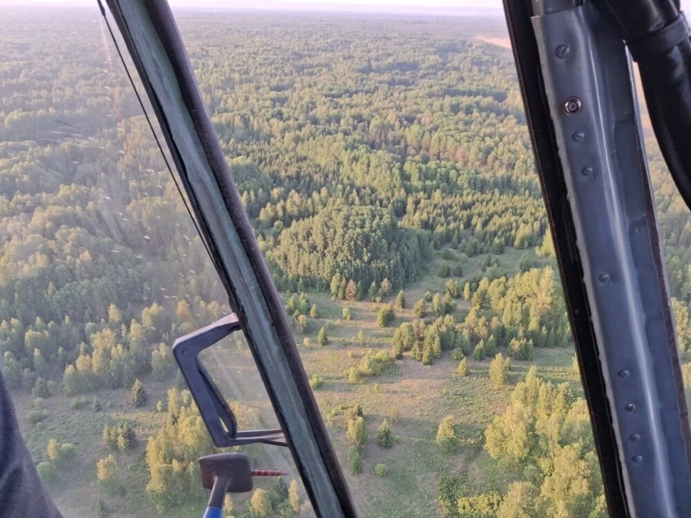 Под Енисейском обнаружили лес в форме гигантского торта