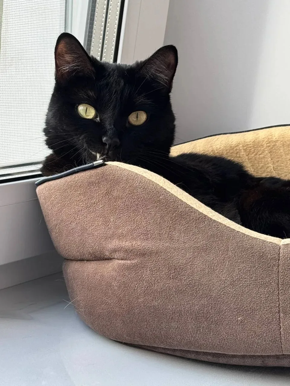 Помните котёнка, которого спасли от собак? 🥺 Вот как живёт эта пантера спустя годы! ❤️   Друзья, сег