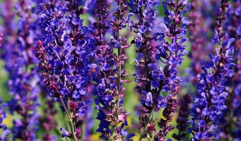 Шаг за шажком к мудрости: шалфей! 🌿✨
