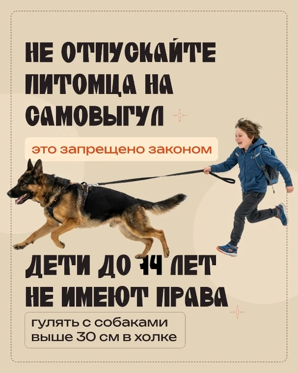 �� Правильный выгул собаки – дело непростое