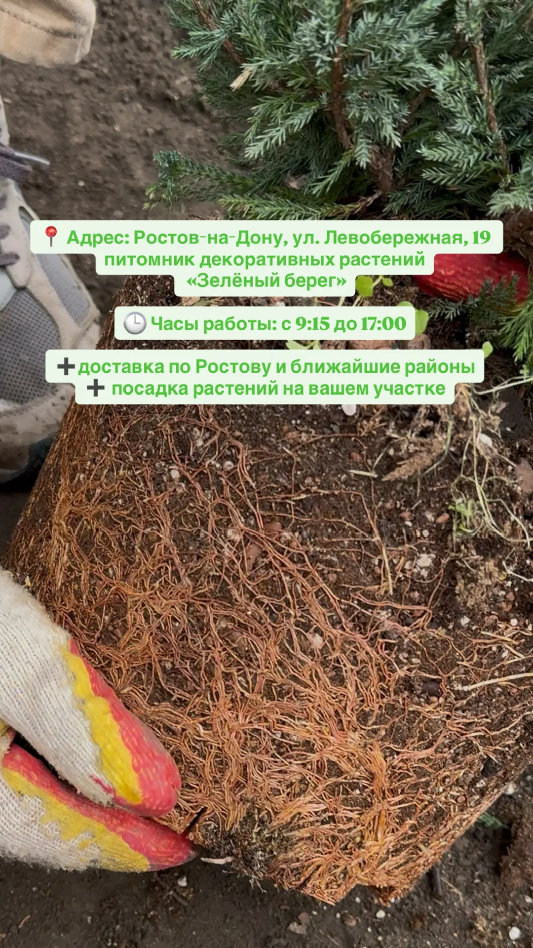 В питомнике «Зелёный берег» можно не только подобрать растения, но и полностью реализов...