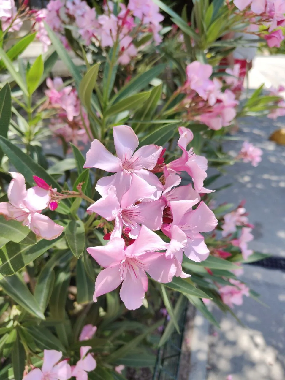 🌸 #Что за растение?

Это вечнозелёный кустарник родом из Средиземноморья и Азии.  Все его части — л