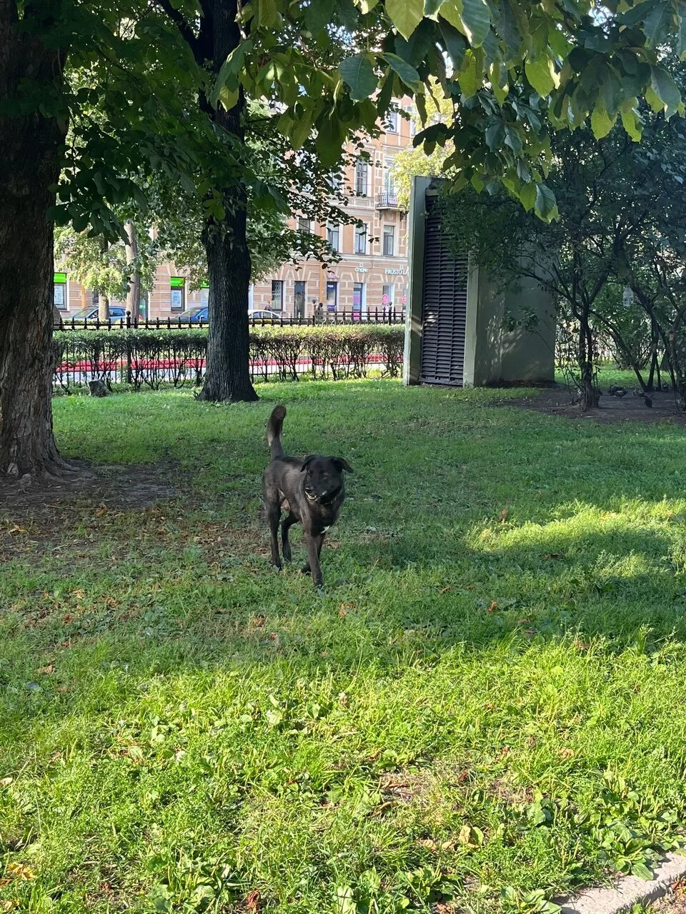 В парке Олимпия замечена потерявшаяся собака