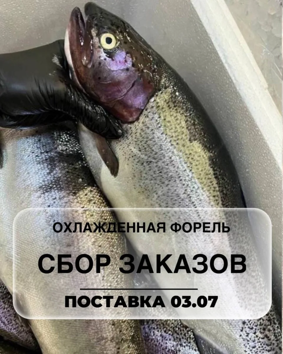 🤗Открываем сбор заказов на охлаждённую форель из Хакасии!

🐟Сбор заказов 22 - 26 июня

🐟Дата пост