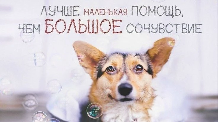 🐱15.08.- Всемирный день бездомных животных🐾