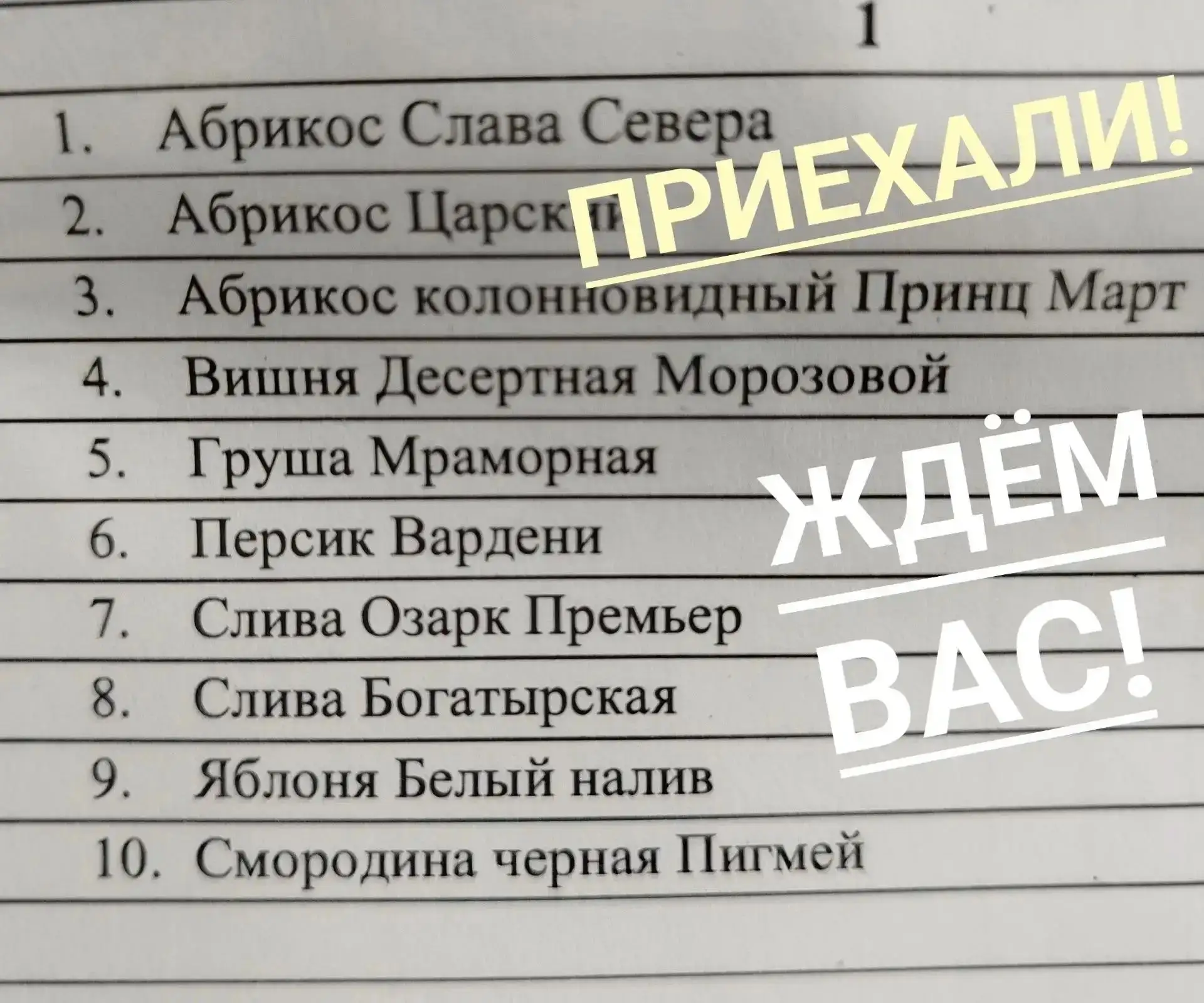 Поступление саженцев