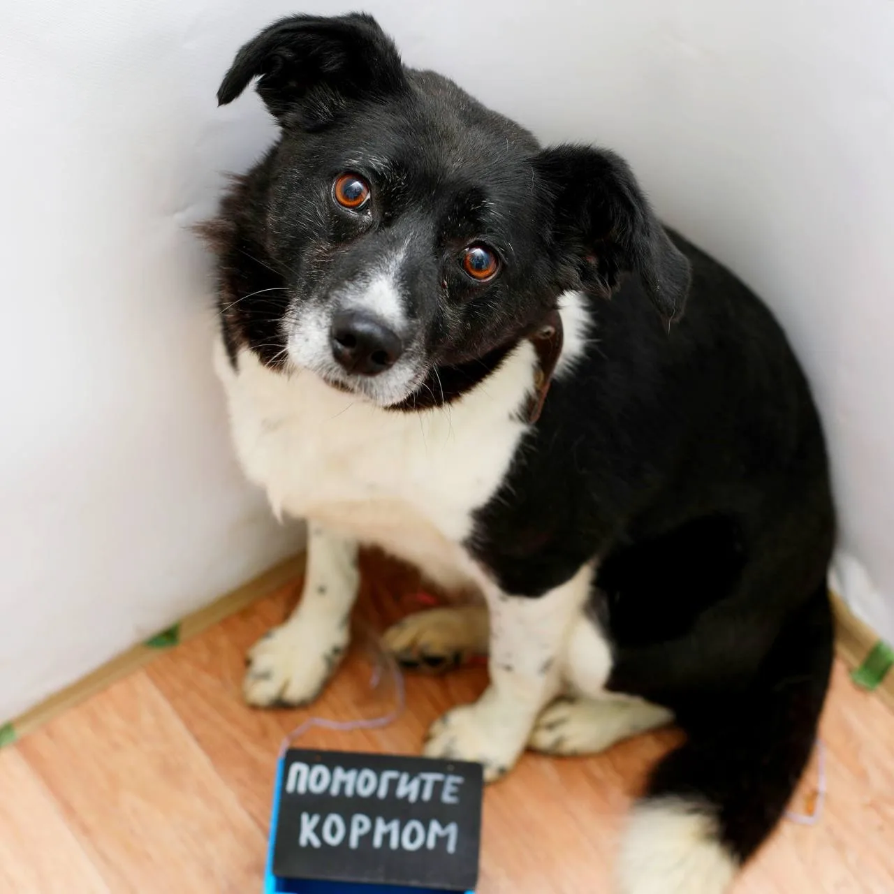По вторникам простим вас пополнить  нашу копилочку на закуп очередной партии собачьего ...