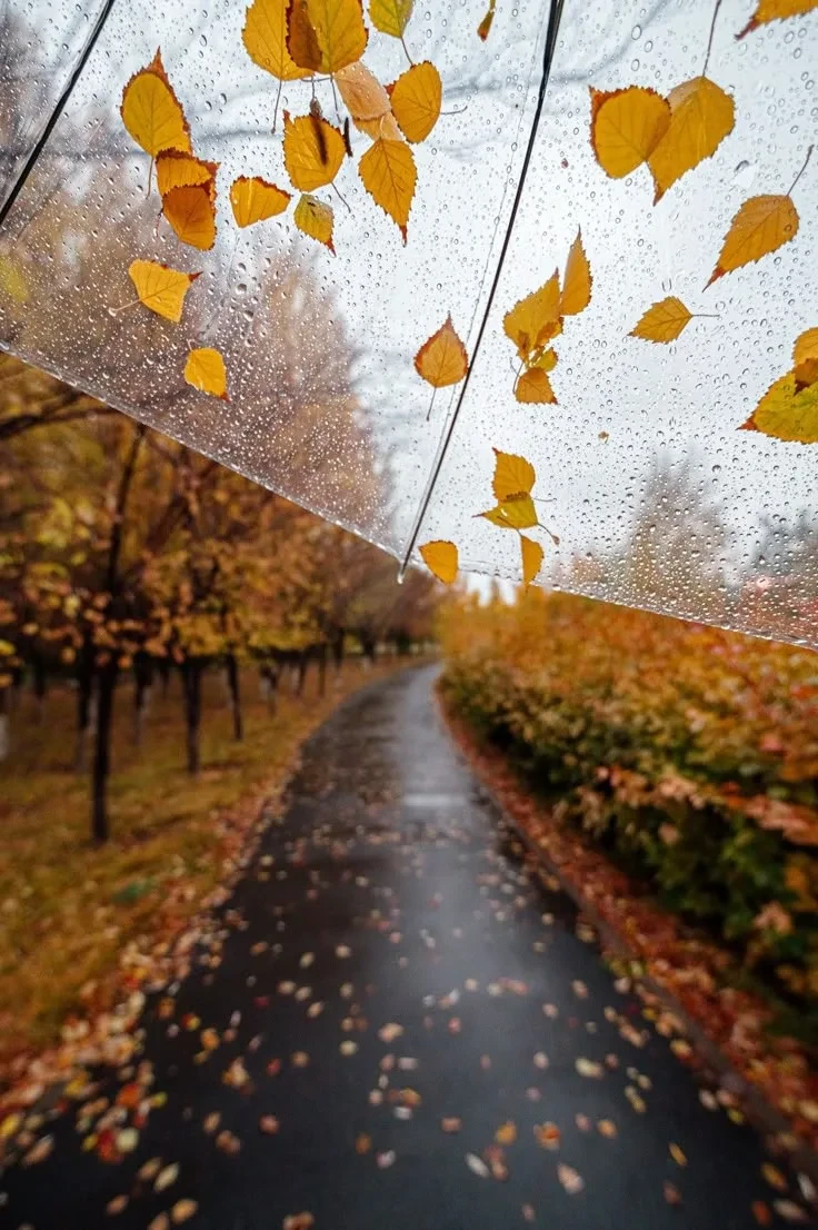 ☔️ Сильные дожди придут в Подмосковье