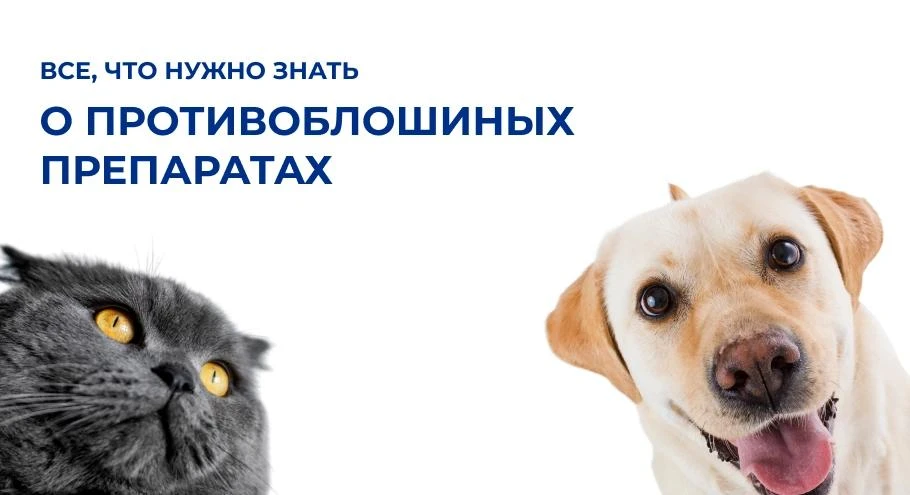 💊Всё о противоблошиных препаратах