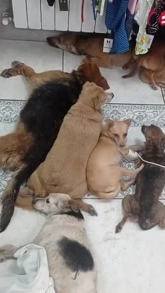 🐕 Жительница Лисок сообщила о массовом отравлении собак
