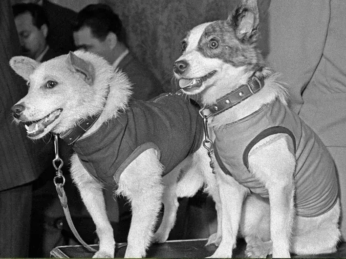 Белка и Стрелка совершили исторический полёт в космос 19 августа 1960 года
