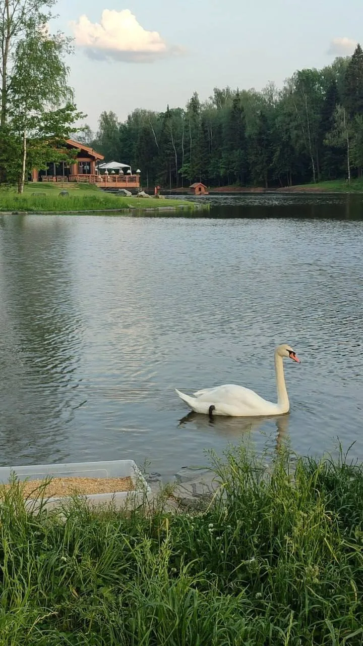 #гуляемпоМоскве  🌿 Лесопарк «Ближняя Дача» — уютный уголок природы в Подмосковье  Это место отлично 