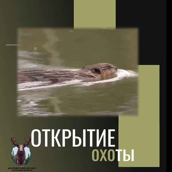 🦫Сегодня – открытие сезона охоты на бобра