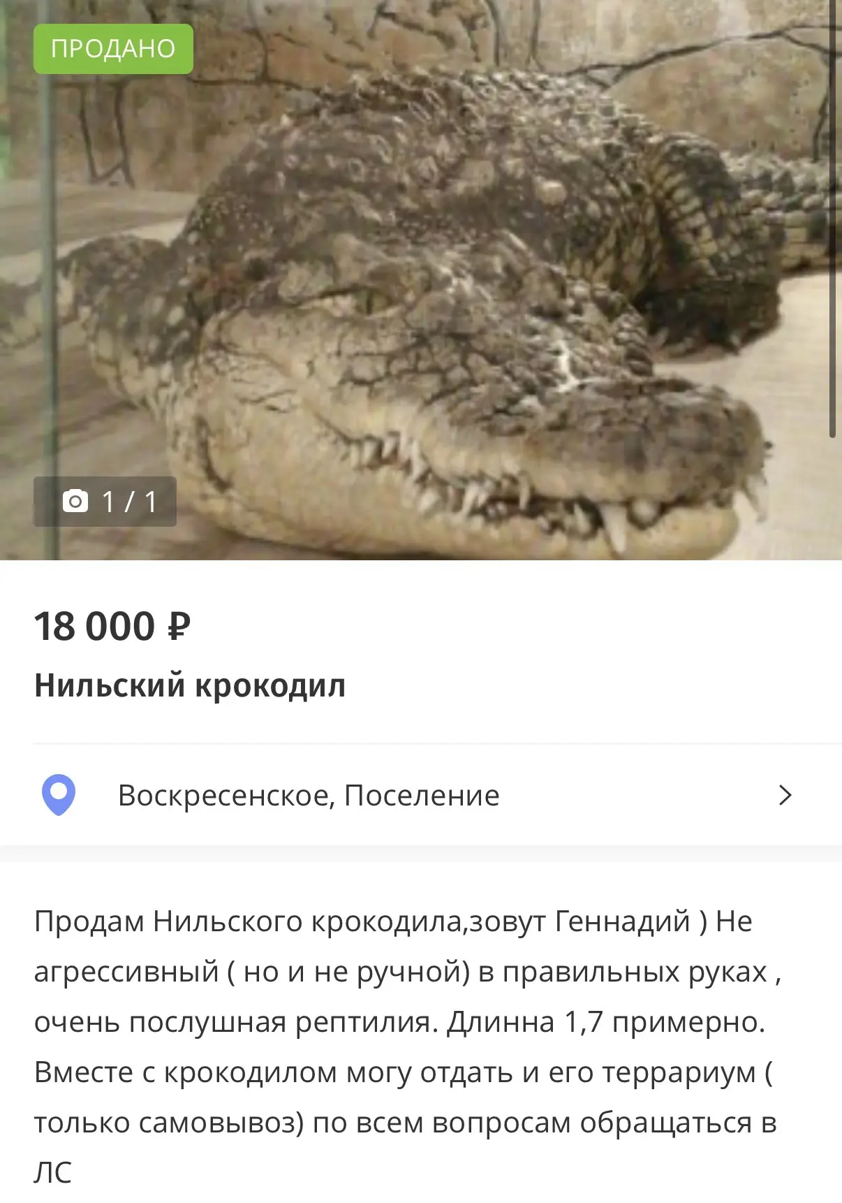 🐊 Россияне начали заводить КРОКОДИЛОВ вместо домашних животных