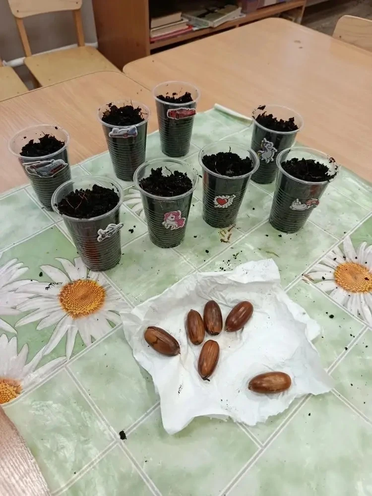 🌱 От жёлудя до дубочка: наши «Непоседы» вырастили деревья! 🌳