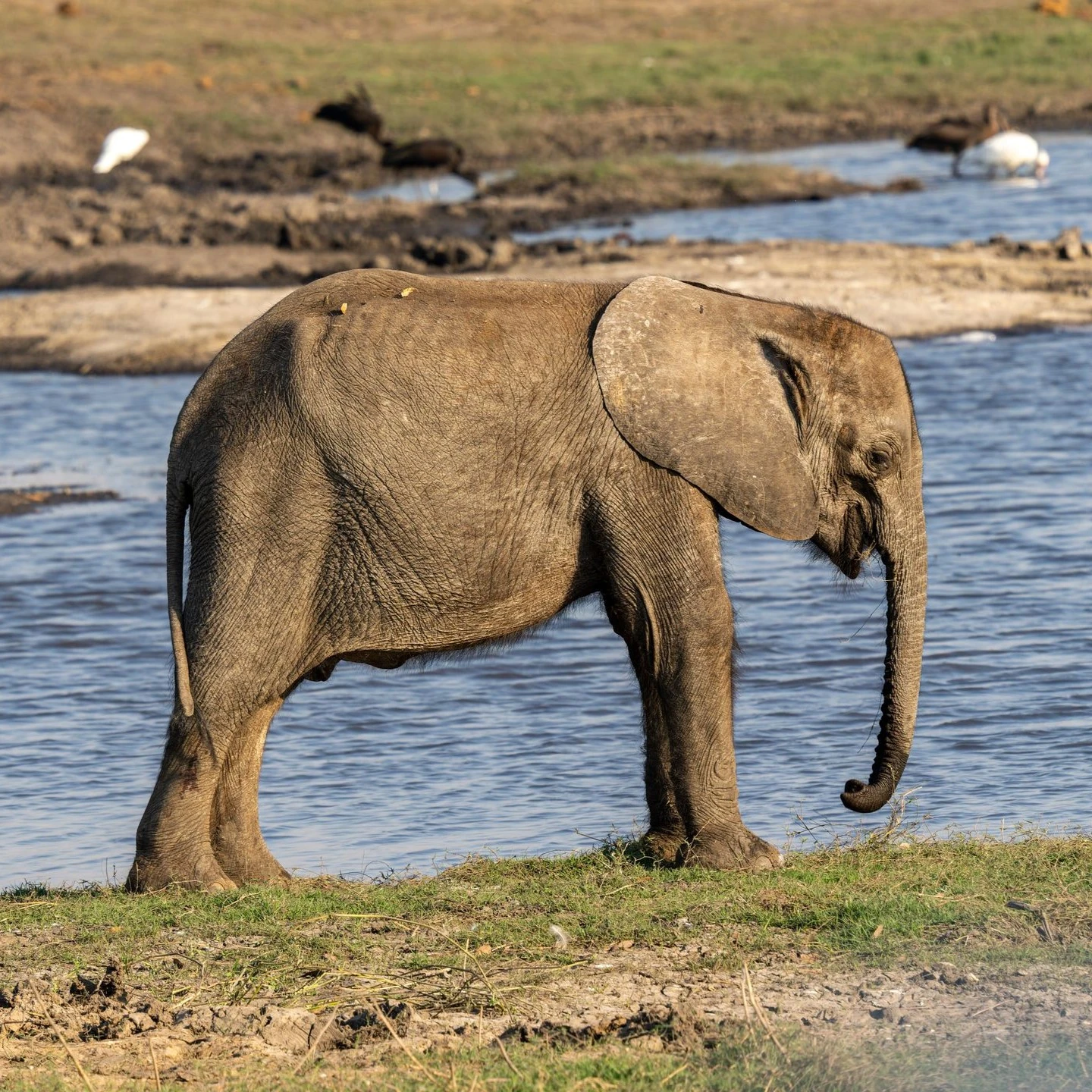 📰 Рыбаки вытащили из реки слонёнка и вернули его маме 🐘