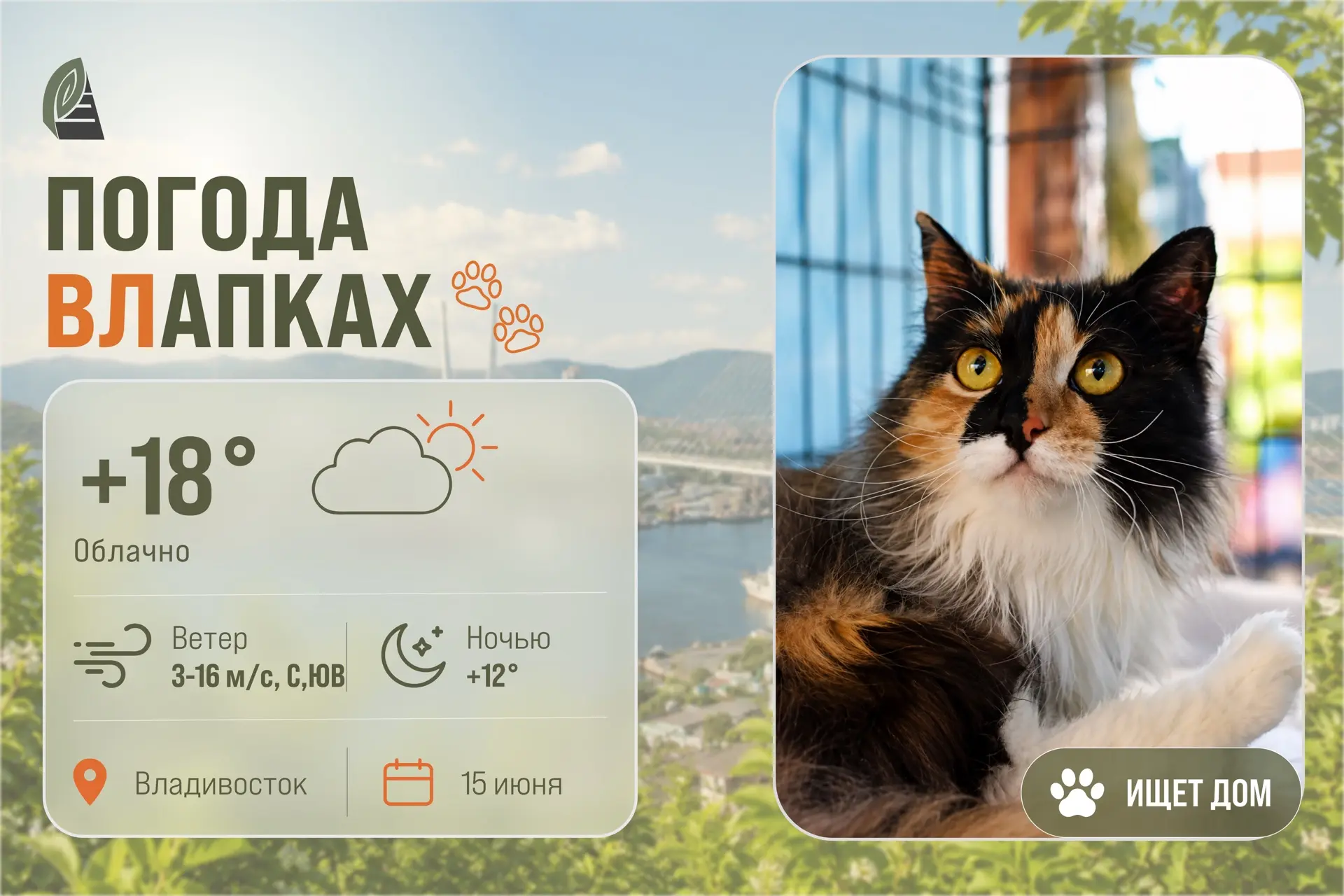 #ПогодаВЛапках 

☁️ Облачно. 

В прогнозе – кошечка-компаньон Анжелика – пушистая трёхцветная красав